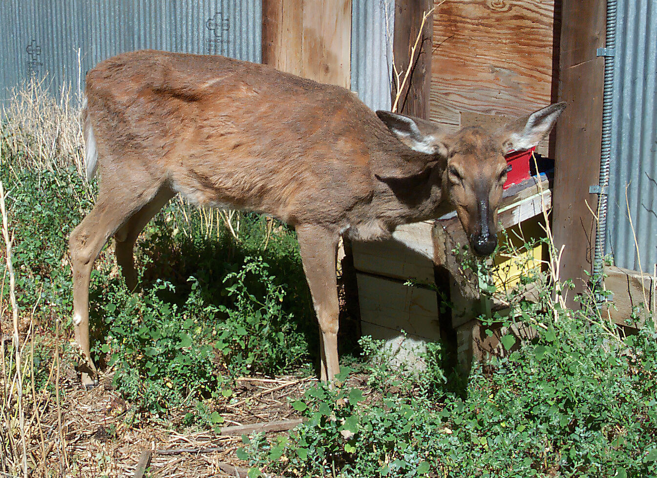 Deer with chronic wasting disease